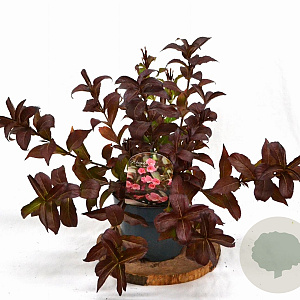 Weigela 'Minuet' 30-40 cm 3,0L