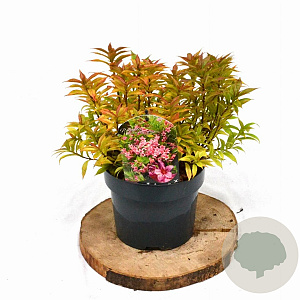 Weigela Picobella Rosa 25-30 cm 3,0L