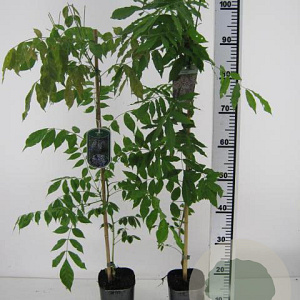 Wisteria sinensis 'Prolific' 80-100 cm rozenpot 2L