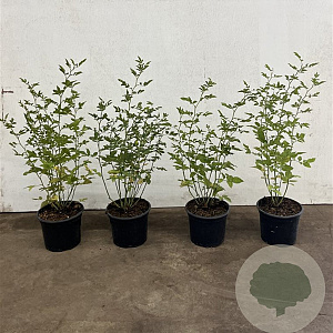 Rosa (o) canina 40-60 cm 2,0L