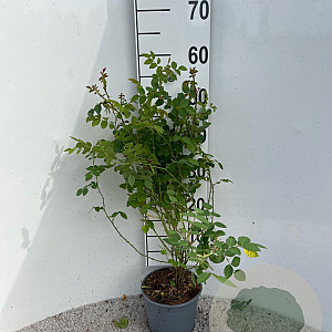 Rosa (o) canina 40-60 cm 2,0L