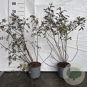 Rosa glauca 40-60 cm 2,0L