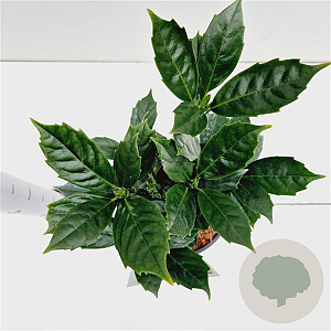 Aucuba jap. 'Rozannie' 20-30 cm 2,5L