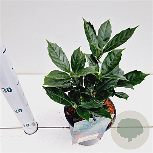 Aucuba jap. 'Rozannie' 20-30 cm 2,5L