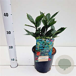 Aucuba jap. 'Rozannie' 20-30 cm 2,5L