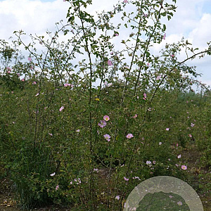 Rosa (o) rubiginosa 200-250 cm draadkluit struik