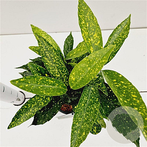 Aucuba jap. 'Variegata' 25-30 cm 2,5L