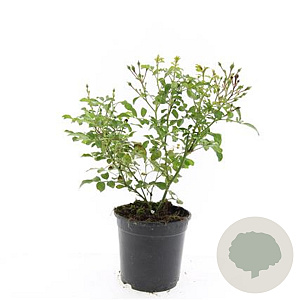 Rosa (P) 'The Fairy' GM 1.5