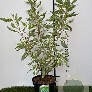 Cornus alba 'Elegantissima' 60-80 cm 3,0L