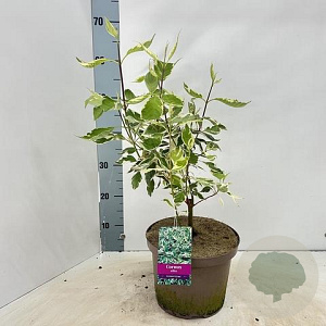 Cornus alba 'Elegantissima' 60-80 cm 5,0L