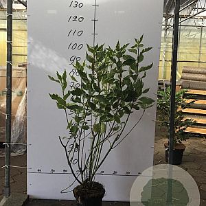 Cornus alba 'Elegantissima' 80-100 cm 5,0L