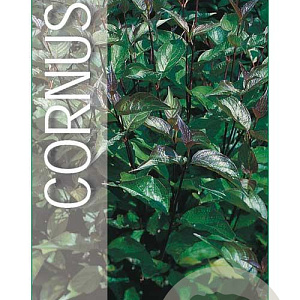 Cornus alba 'Kesselringii' 50-60 cm 3,0L
