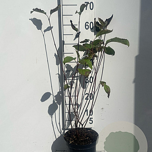 Cornus alba 'Kesselringii' 60-80 cm 3,0L