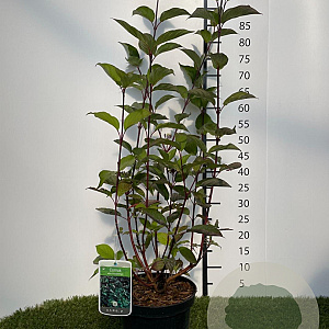 Cornus alba 'Kesselringii' 60-80 cm 3,0L