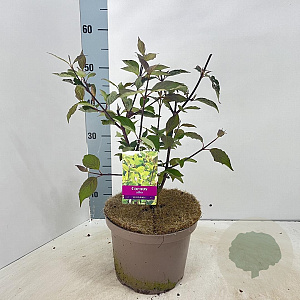 Cornus alba 'Kesselringii' 60-80 cm 5,0L