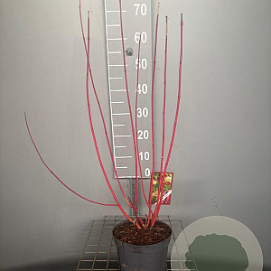 Cornus alba 'Sibirica' 50-60 cm 3,0L