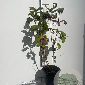 Cornus alba 'Sibirica' 60-80 cm 3,0L