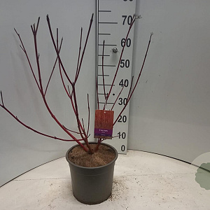 Cornus alba 'Sibirica' 60-80 cm 5,0L