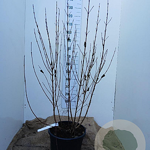 Cornus sanguinea 125-150 cm 20L najaarspotting