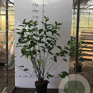 Cornus sericea 'Flaviramea' 80-100 cm 5,0L