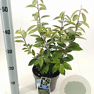 Elaeagnus ebbingei 40-50 cm 3,0L