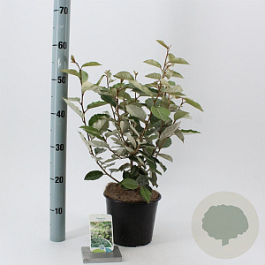 Elaeagnus ebbingei 40-50 cm 3,0L