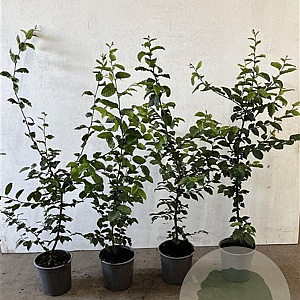 Carpinus betulus 60-80 cm 2,5L