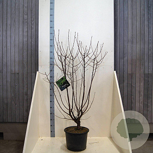 Prunus serrula 125-150 cm 20L meerstammig