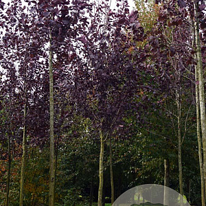 Prunus virginiana 'Shubert' 18-20 HO draadkluit