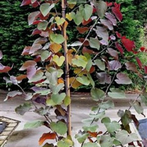 Cercis can. 'Merlot' 175-200 cm 15L