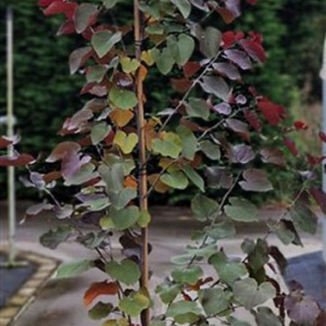 Cercis can. 'Merlot' 175-200 cm 15L