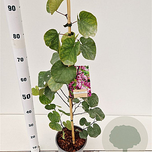 Cercis siliquastrum 60-80 cm 3,0L