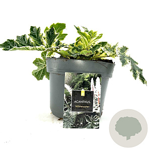Acanthus 'Whitewater' GM 2,0L