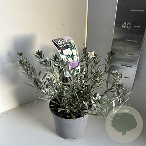 Convolvulus cneorum 20-25 cm P17