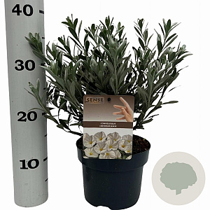 Convolvulus cneorum 20-25 cm P17