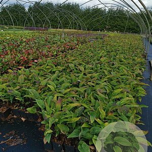 Echinacea purpurea GM P9