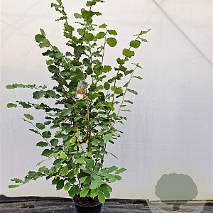 Corylus avellana 175-200 cm 15L