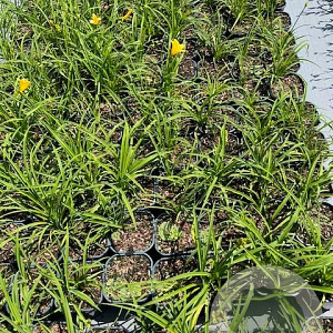 Hemerocallis 'Stella de Oro' GM 2,0L