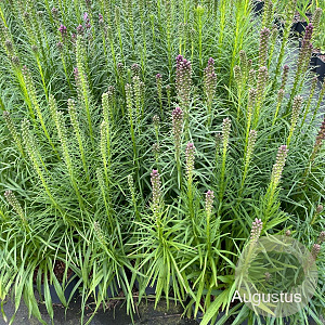 Liatris spicata 'Kobold' GM 2,0L