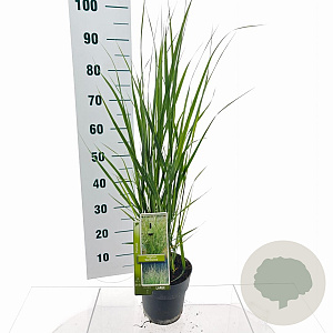 Panicum virgatum 'Northwind' 30-50 cm 3,0L