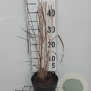 Panicum virgatum 'Northwind' GM 2,0L