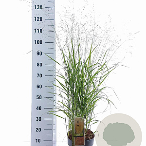 Panicum virgatum 'Rehbraun' 60-90 cm 6,5L