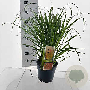 Panicum virgatum 'Rehbraun' 60-90 cm 6,5L