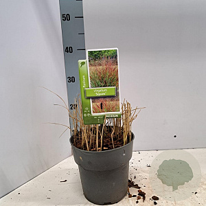 Panicum virgatum 'Squaw' 30-60 cm 2,0L