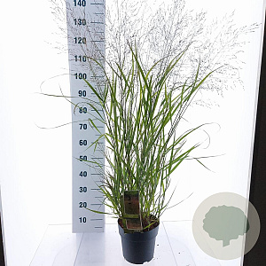 Panicum virgatum 'Squaw' 60-90 cm 6,5L