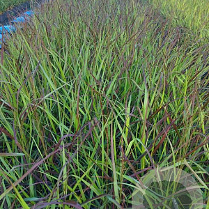 Panicum virgatum 'Squaw' GM 2,0L