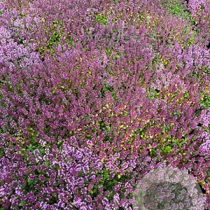 Thymus serpyllum GM 2,0L