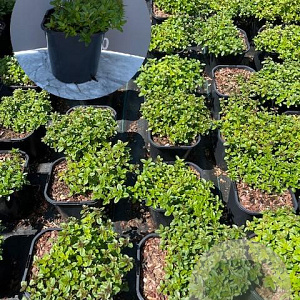 Thymus serpyllum GM 2,0L