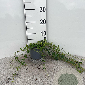 Vinca minor 25-30 cm C1.3