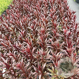 Lobelia 'Queen Victoria' GM 2,0L